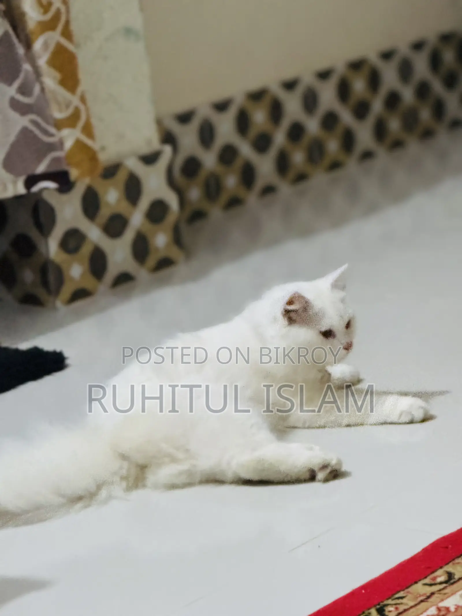 1+ Year Male Purebred Persian