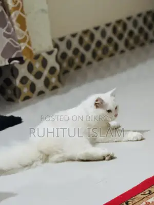 1+ Year Male Purebred Persian