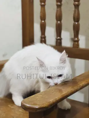 1+ Year Male Purebred Persian