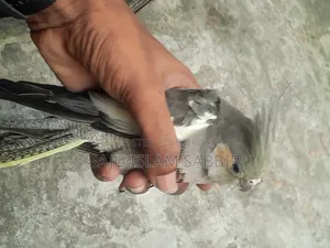 সুস্থ এবং সুন্দর ধূসর ককাটেল পাখি বিক্রয়ের জন্য