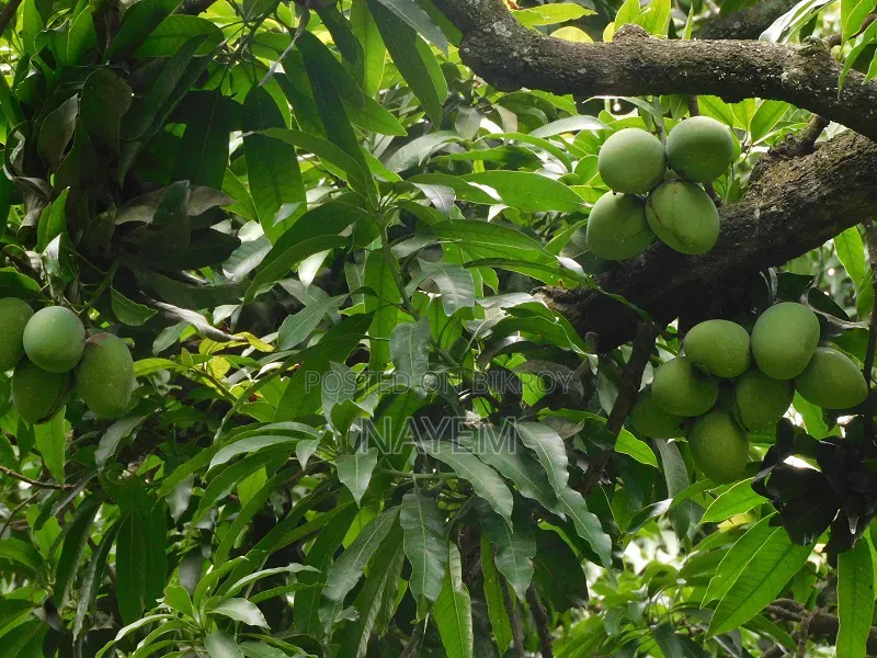 রাজশাহী আম