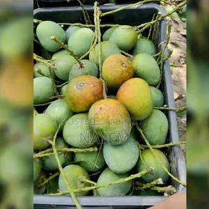 রাজশাহী আম