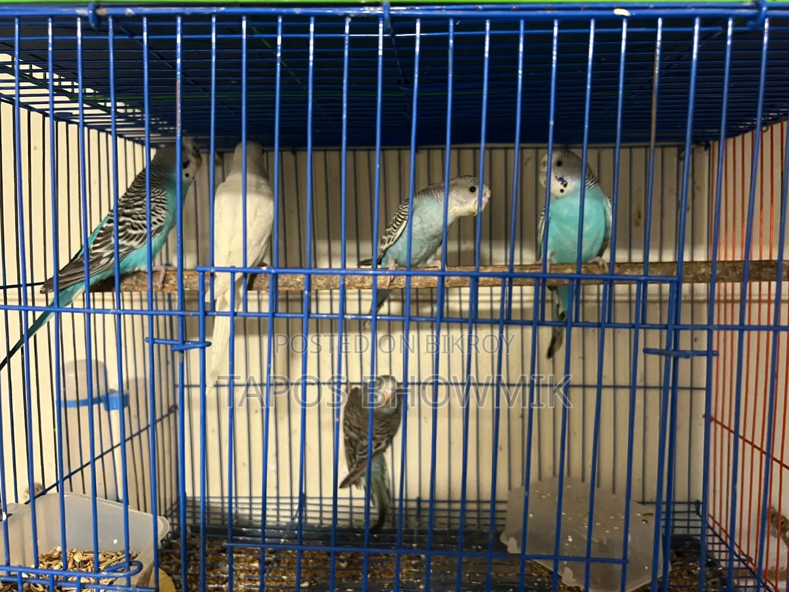 Budgerigar Bird