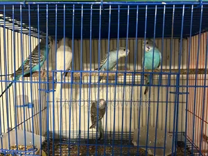 Budgerigar Bird