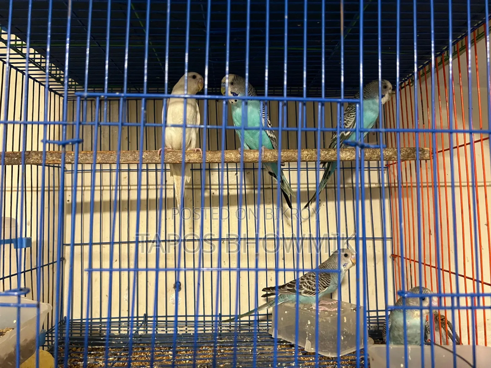 Budgerigar Bird