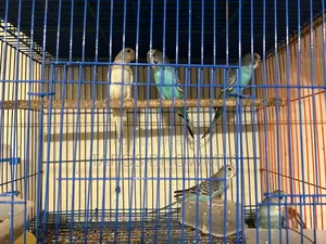 Budgerigar Bird