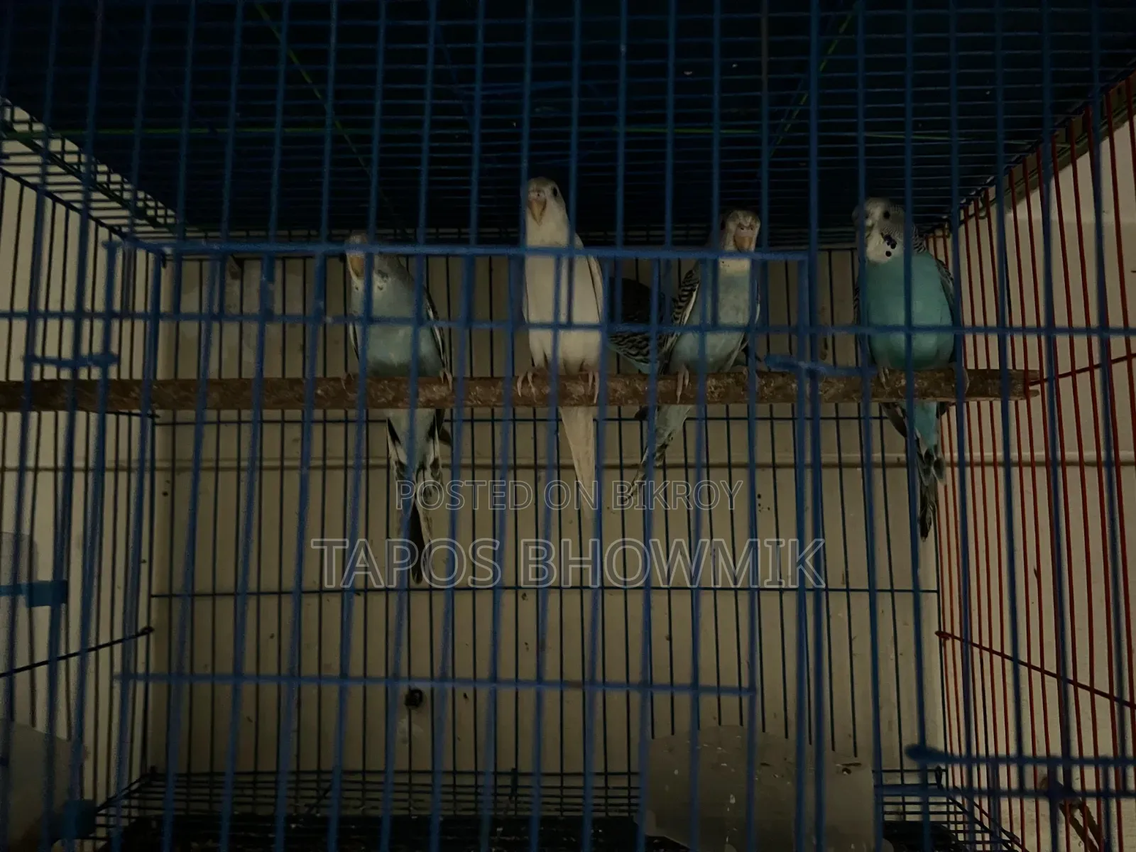 Budgerigar Bird
