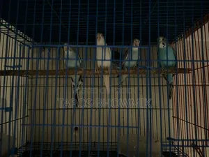 Budgerigar Bird