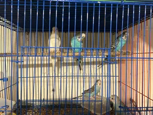 Budgerigar Bird
