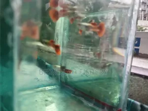 Red Tail Platinum RTP