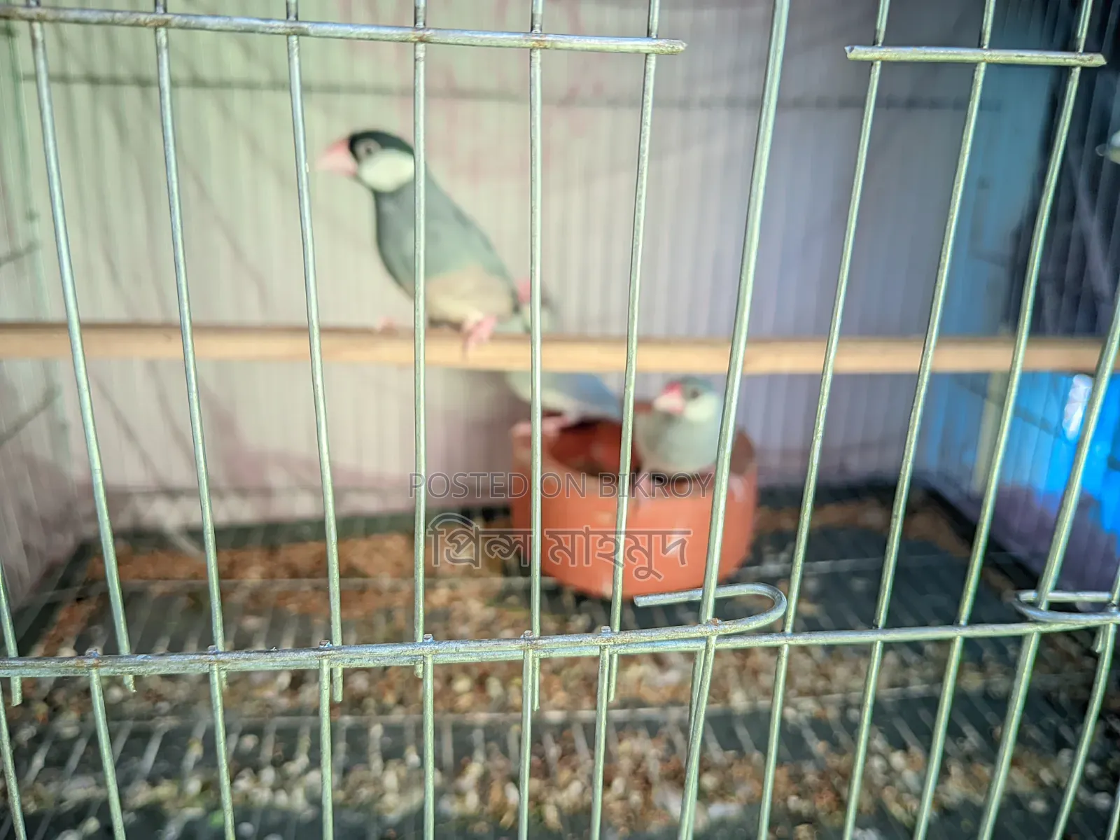 2 Adult Pairs and 1 Male Java Sparrow