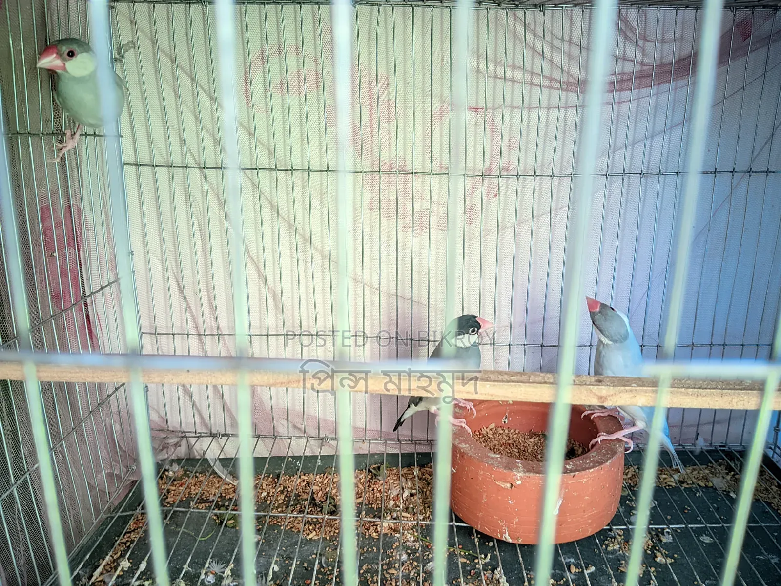 2 Adult Pairs and 1 Male Java Sparrow