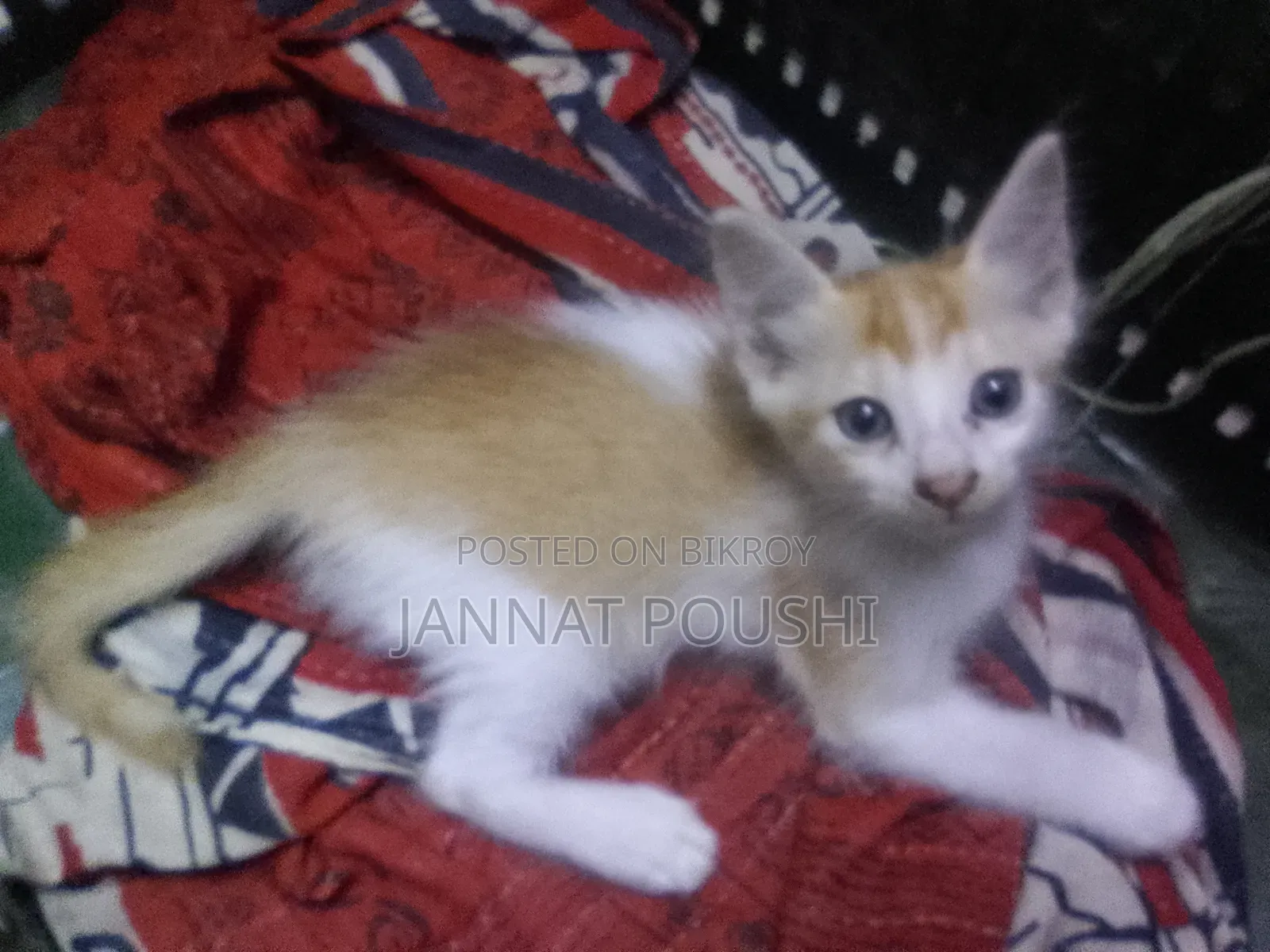 0-1 Month Female Mixed Breed Persian