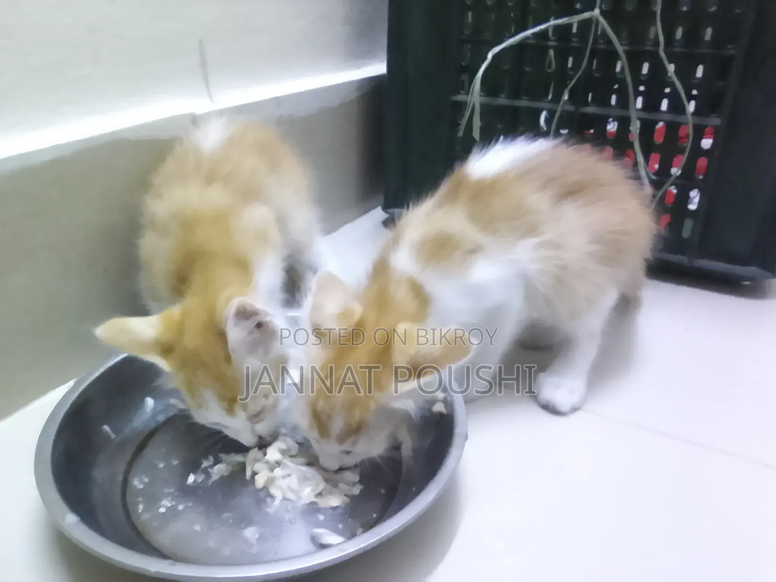 0-1 Month Female Mixed Breed Persian