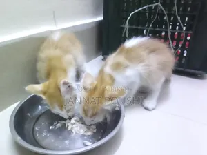 0-1 Month Female Mixed Breed Persian