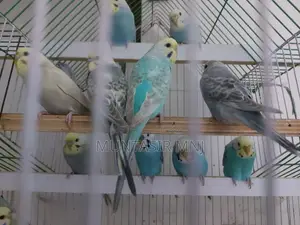 বাজিগার পাখি (ধূসর রঙ, নীল রঙ, ফিরোজা রঙ)