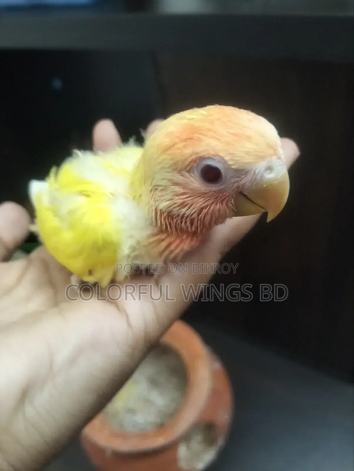 Lutino Opaline Lovebird Tame Sized Baby