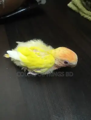 Lutino Opaline Lovebird Tame Sized Baby
