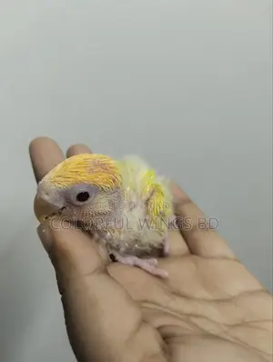 Lutino Opaline Lovebird Tame Sized Baby