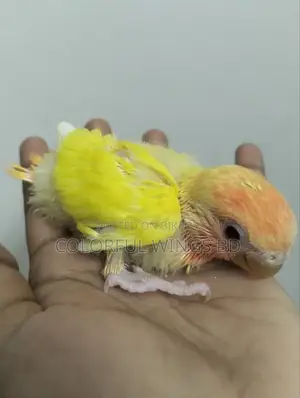 Lutino Opaline Lovebird Tame Sized Baby