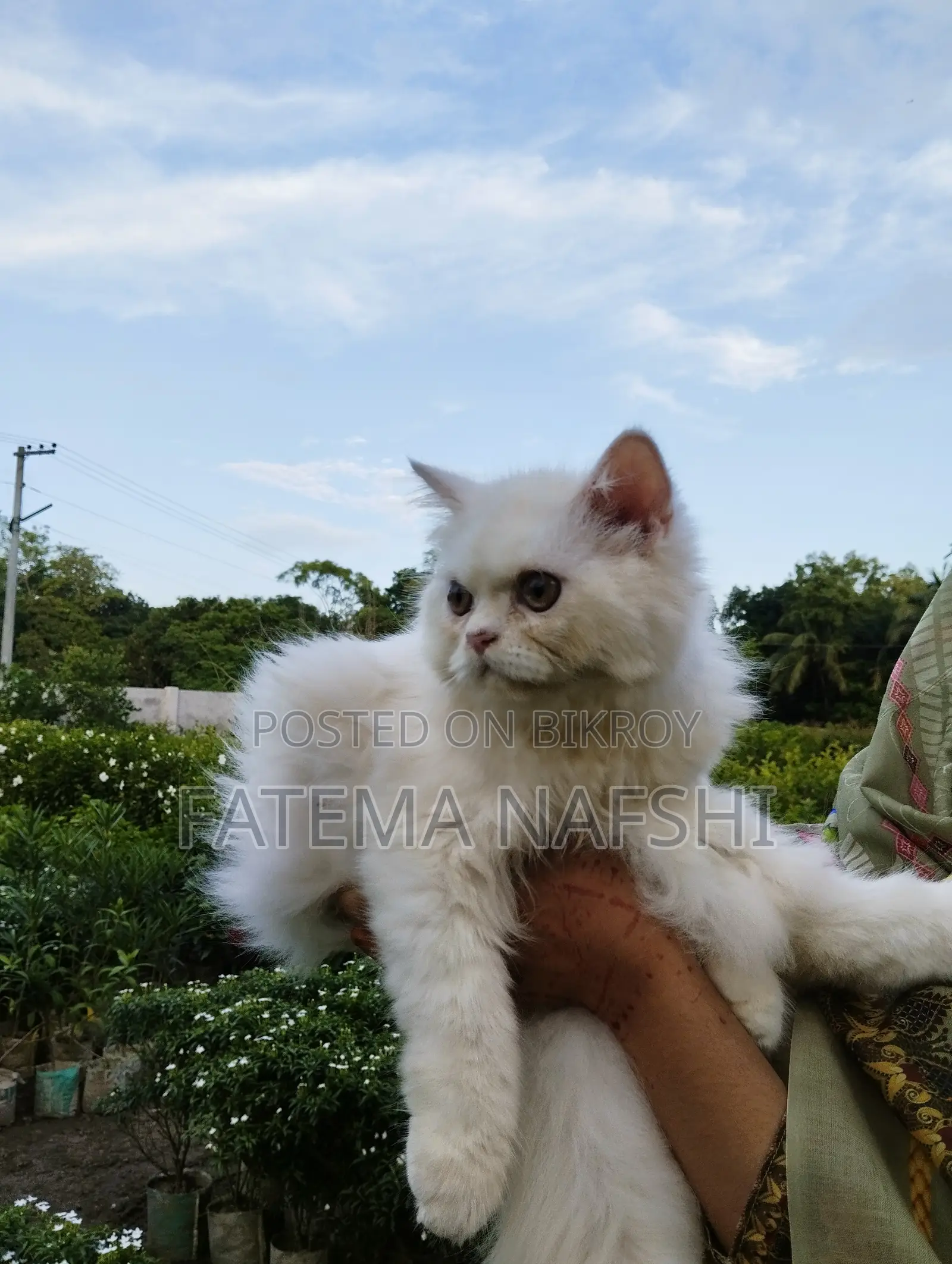 1+ Year Male Purebred Persian