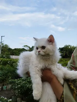 1+ Year Male Purebred Persian