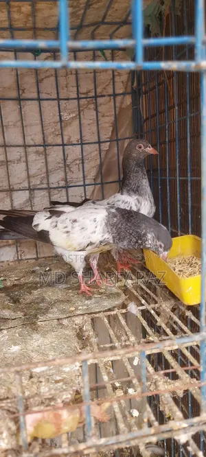 টেডি বেবি ১ জোড়া