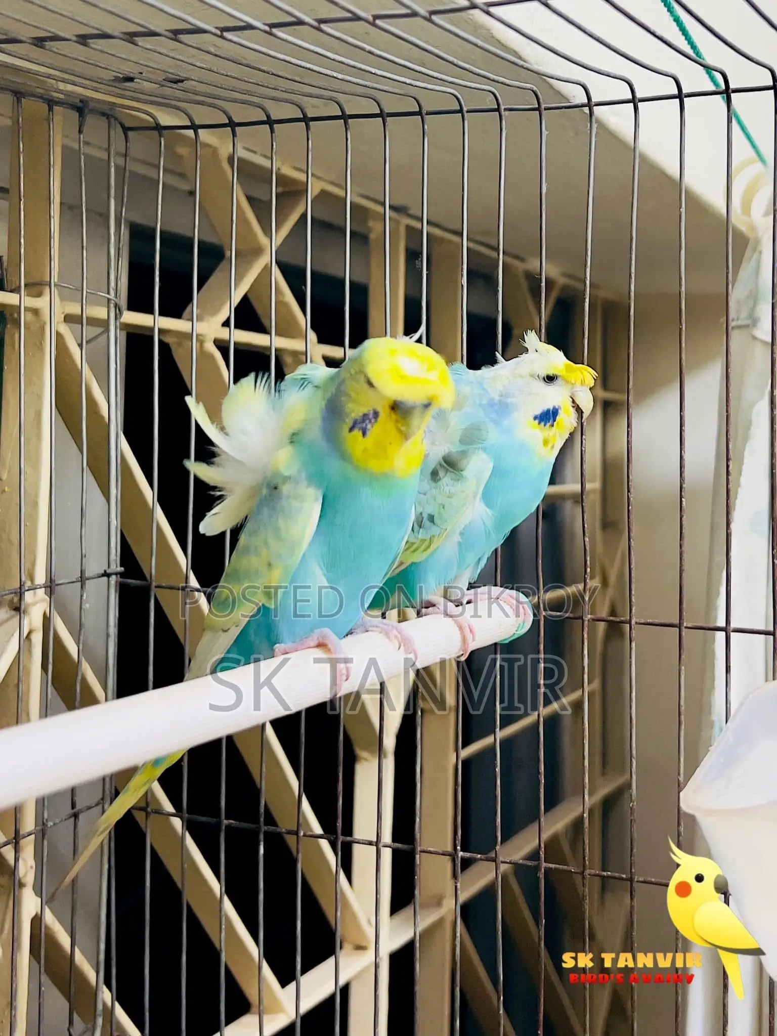 জেপি বাজরিগার