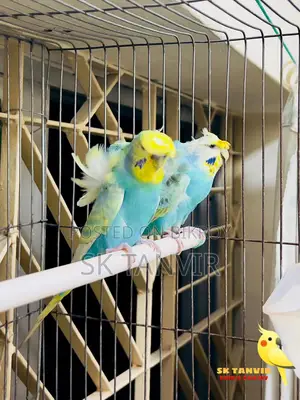 জেপি বাজরিগার