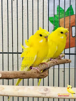 জেপি বাজরিগার