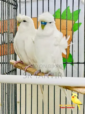 জেপি বাজরিগার