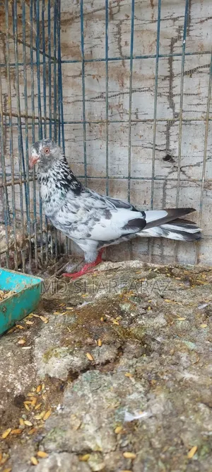 গোল্ডেন মাদি