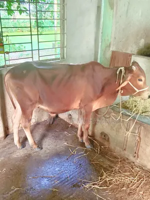 নেপালি গীর