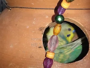 খাচা সহ রানিং পেয়ার বিক্রি হবে