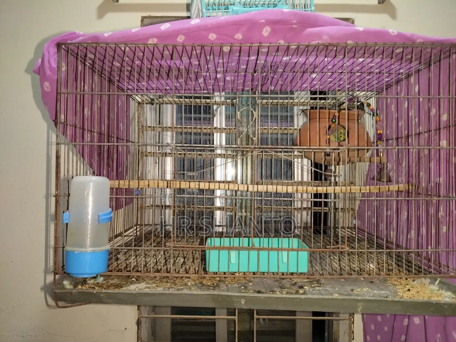 খাচা সহ রানিং পেয়ার বিক্রি হবে