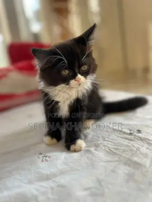 3-6 Months Female Purebred Persian