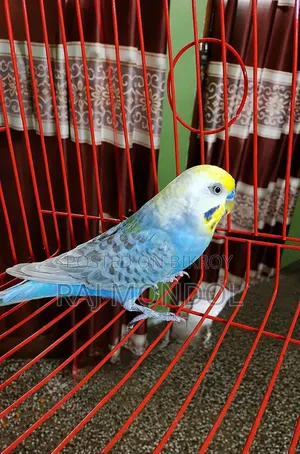 Rainbow and Golden Face Budgies