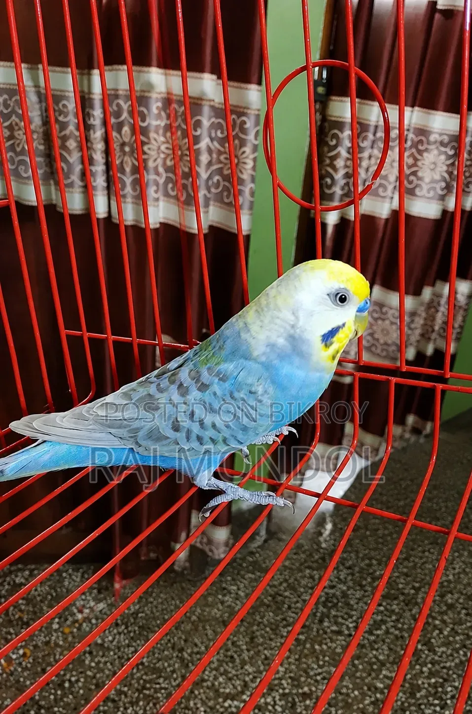 Rainbow and Golden Face Budgies
