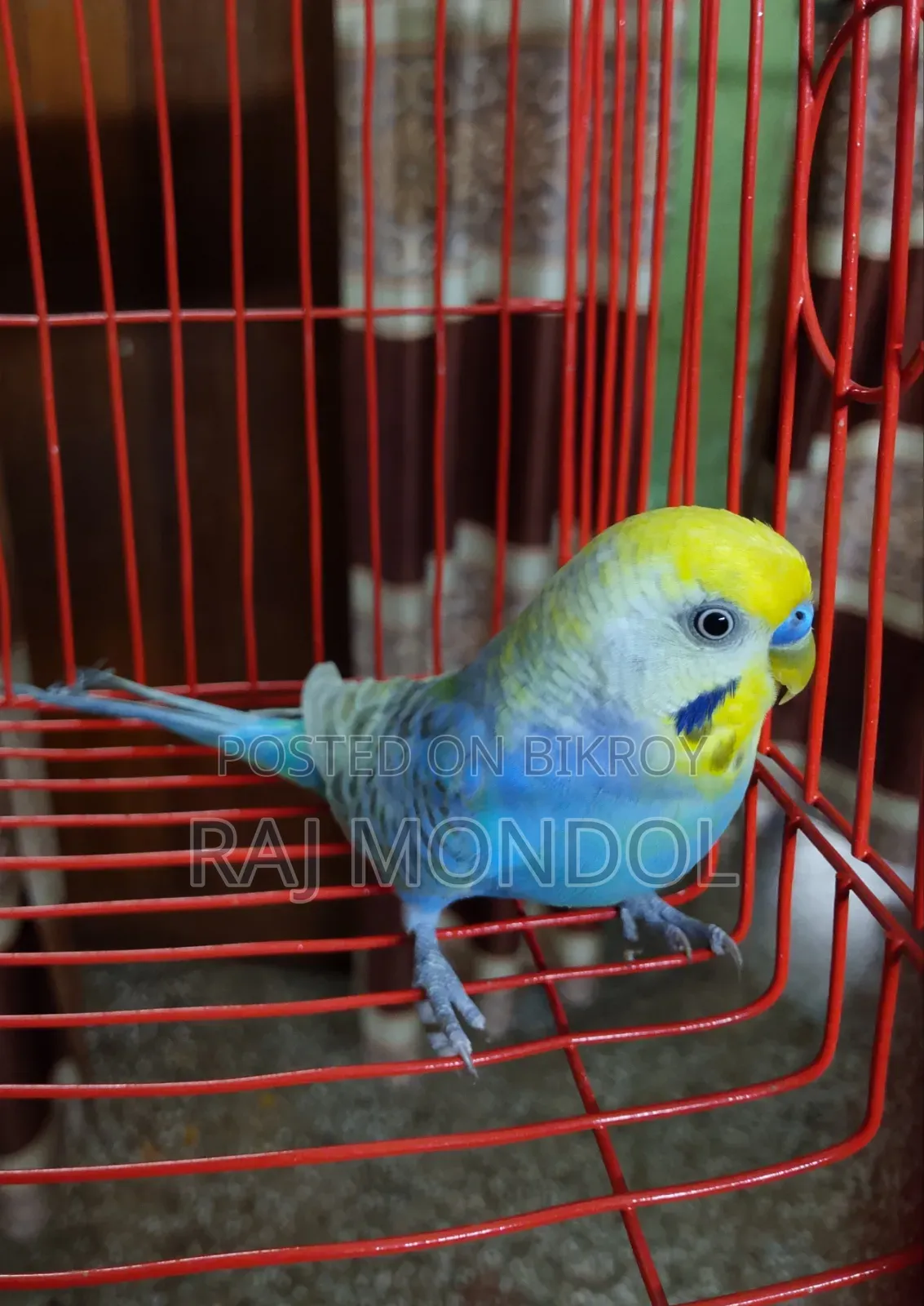 Rainbow and Golden Face Budgies