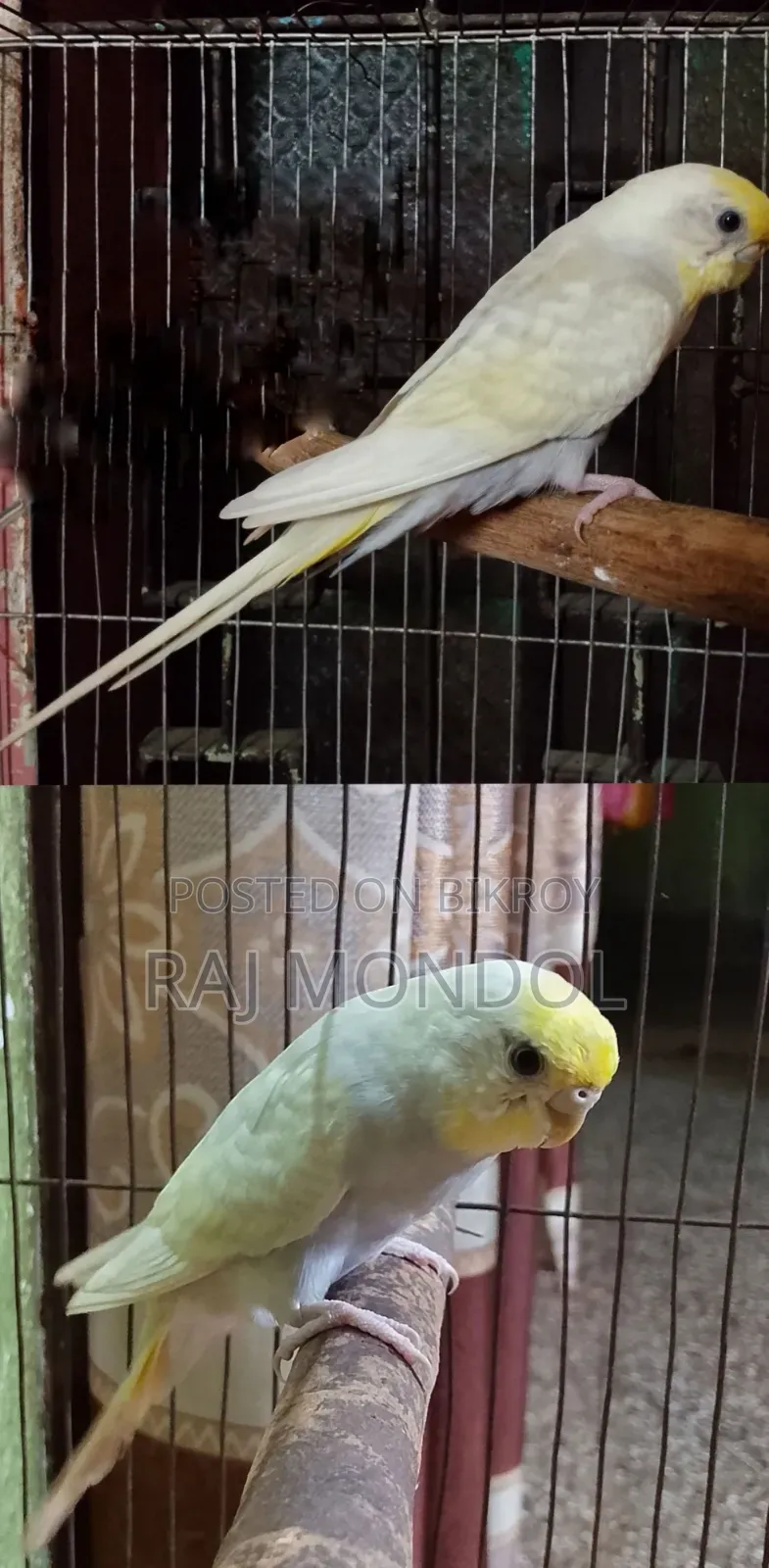 Rainbow and Golden Face Budgies