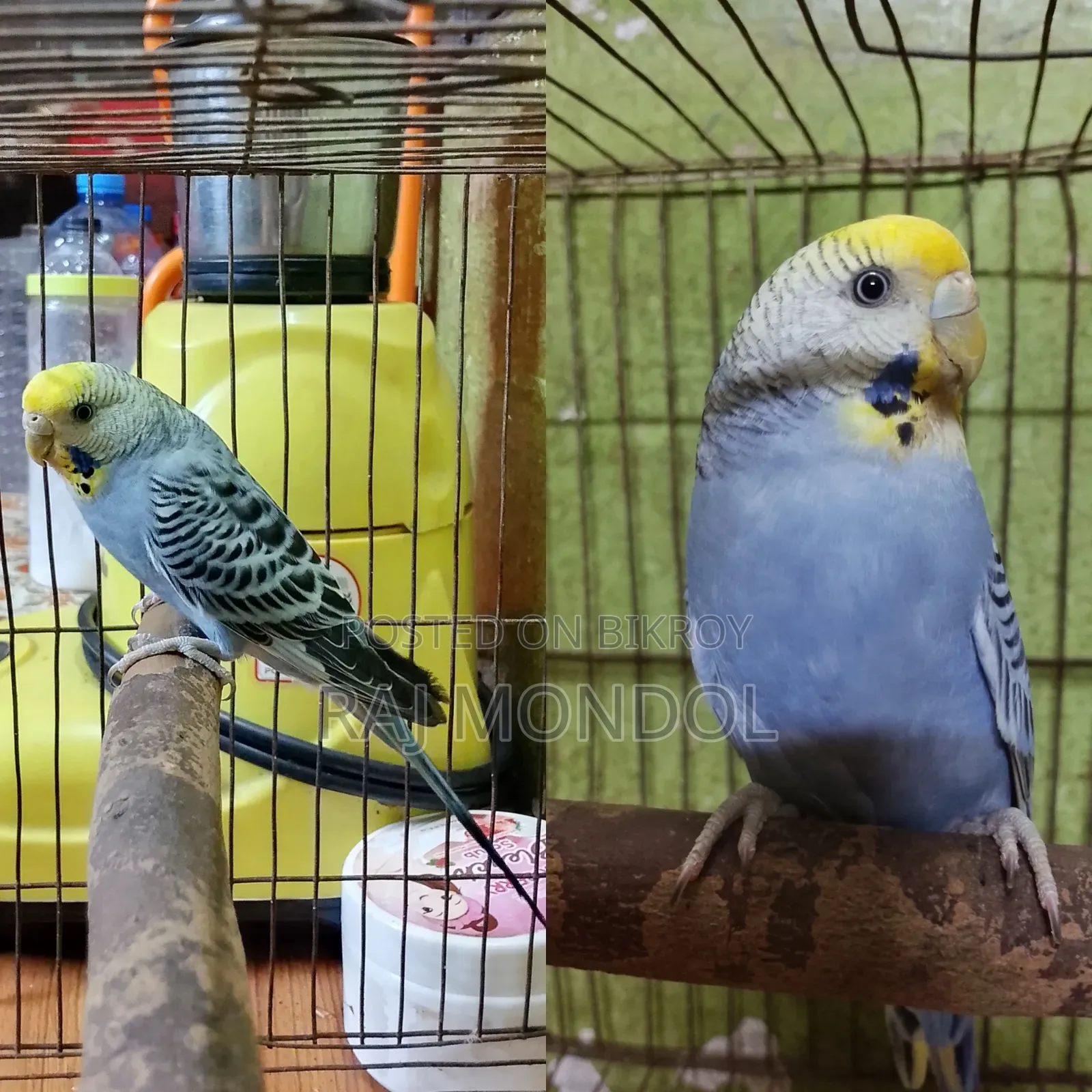 Rainbow and Golden Face Budgies
