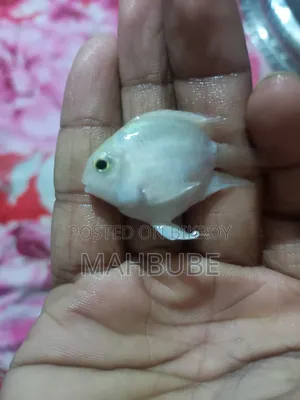 অ্যাকোয়ারিয়াম ফিশ