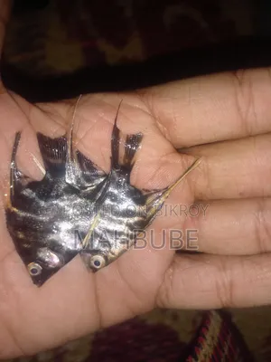 অ্যাকোয়ারিয়াম ফিশ