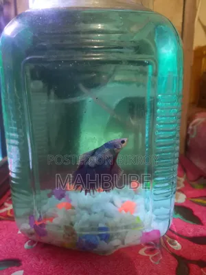 অ্যাকোয়ারিয়াম ফিশ