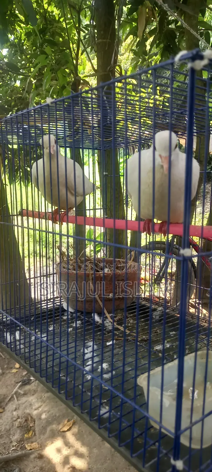 Australian Dove