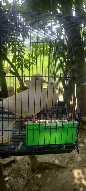 Australian Dove