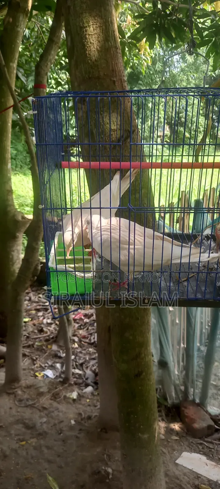 Australian Dove