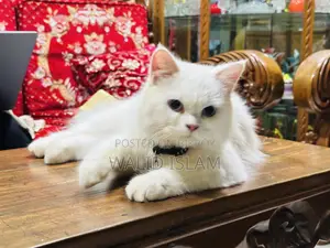 3-6 Months Female Purebred Persian
