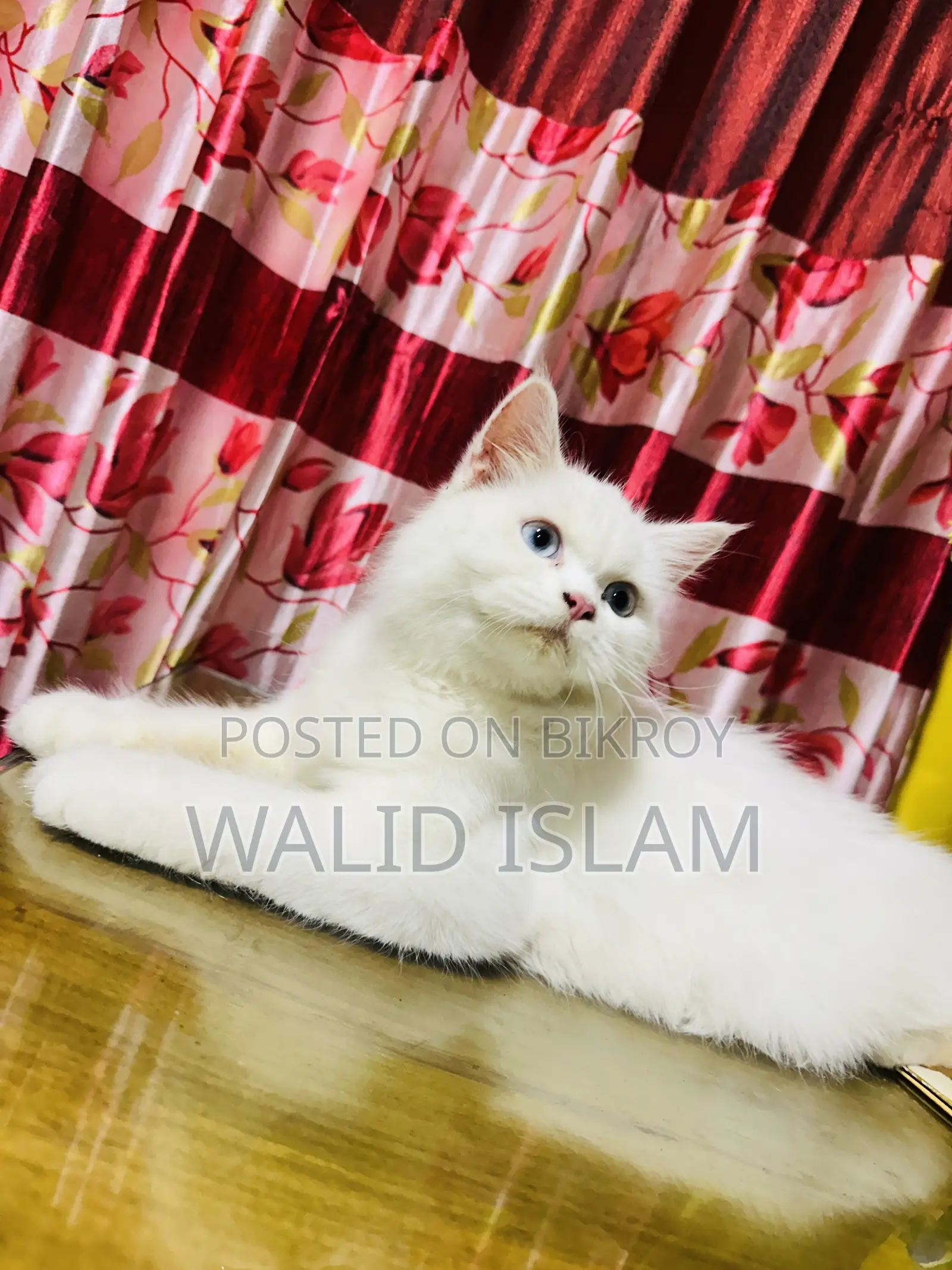 3-6 Months Female Purebred Persian