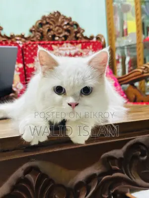 3-6 Months Female Purebred Persian